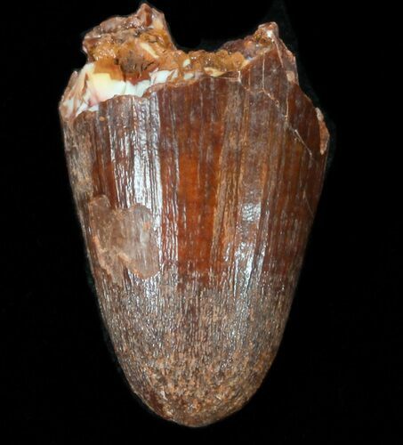 Cretaceous Fossil Crocodile Tooth - Morocco #38301